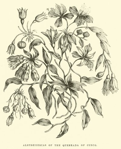 Alstroemeria